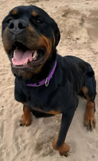 Maximus
