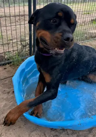 Maximus