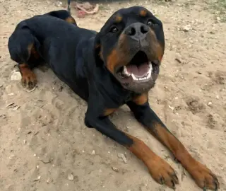 Maximus