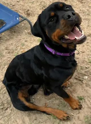 Maximus