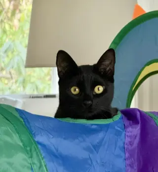 Minnie