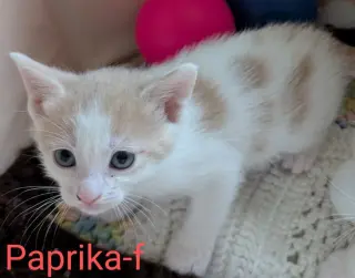 Paprika