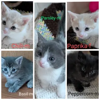Paprika