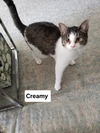 Creamy