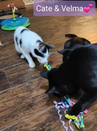 Cate