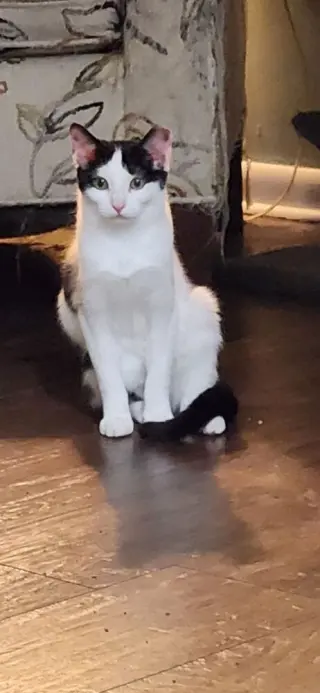 Cate