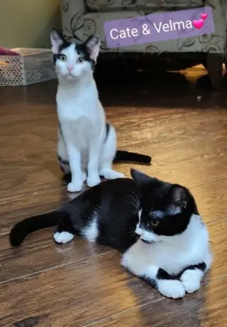 Cate
