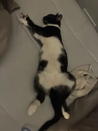 Moe (must be adopted with Fitz)