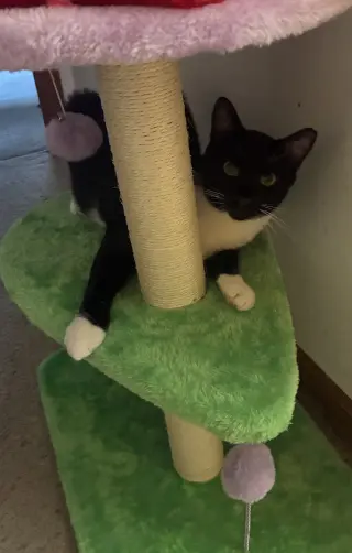 Moe (must be adopted with Fitz)