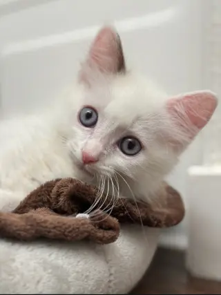 Shiloh