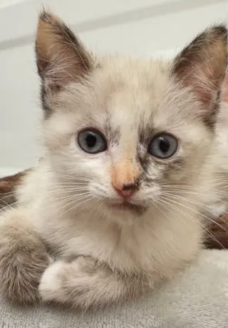 Piper