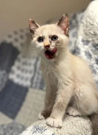 Piper