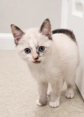 Piper