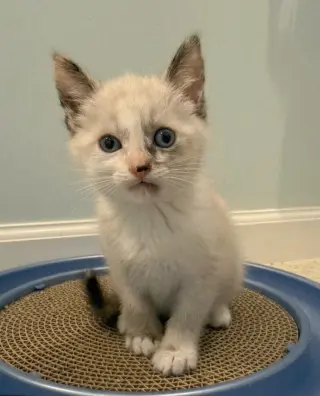 Piper