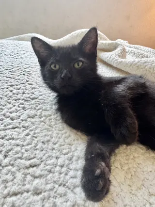 Percy