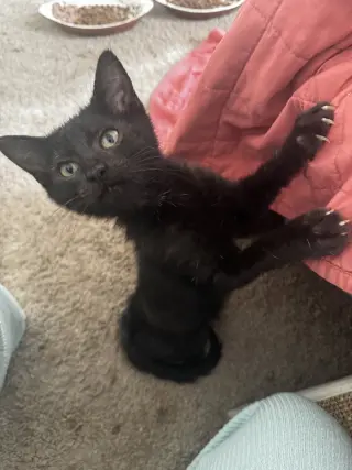Percy