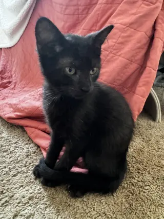 Percy