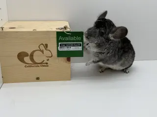Pop