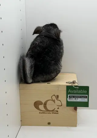 Pop