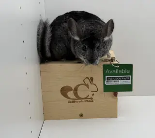 Pop