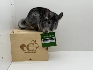 Soda
