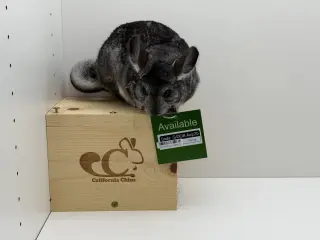 Soda
