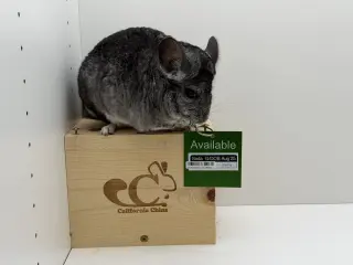 Soda