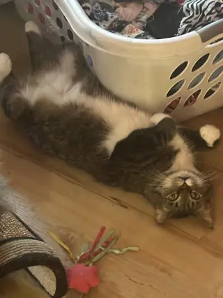 Luna and Max Bonded