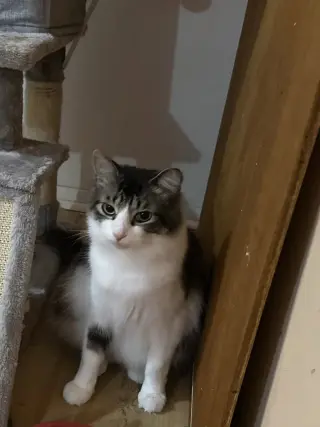 Max and Luna bonded