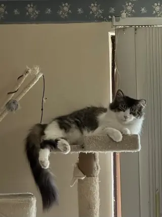 Max and Luna bonded