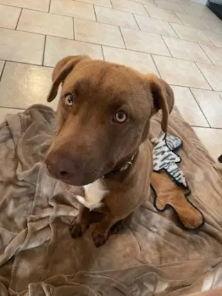 Bosco