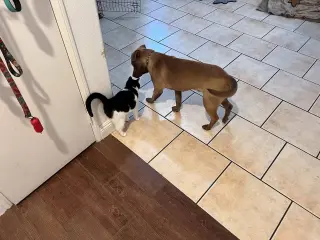 Bosco