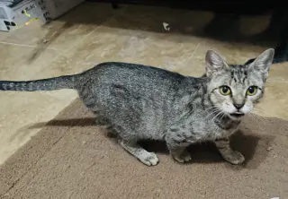 Bea