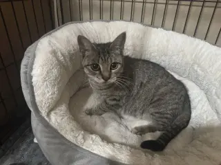 Bea
