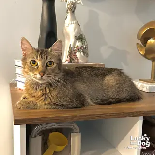 Pipette