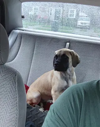 Bubs