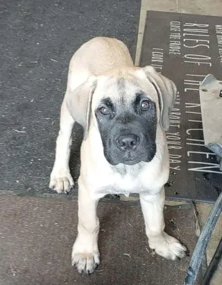 Bubs
