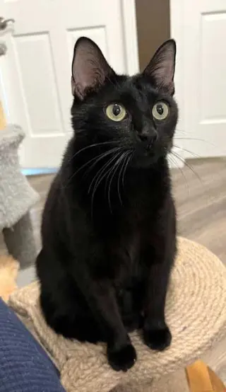 MISS LITTLE LOVE