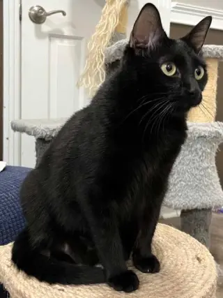 MISS LITTLE LOVE