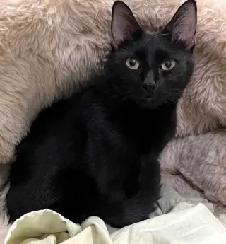 MISS LITTLE LOVE