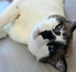 Miss Lizzie