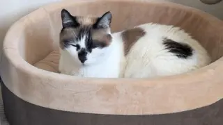 Miss Lizzie