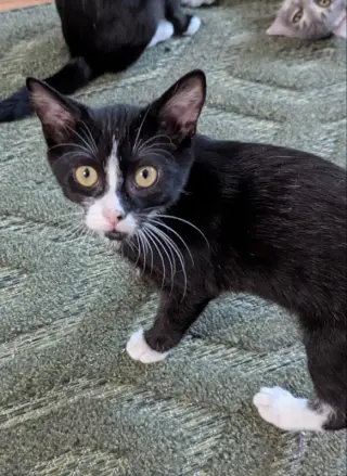Dogcat