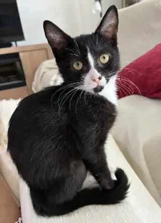 Dogcat