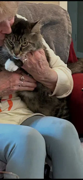 FOZZY BEAR - Maine Coon mix - BIG Sweetie