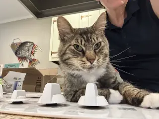 FOZZY BEAR - Maine Coon mix - BIG Sweetie