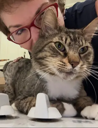 FOZZY BEAR - Maine Coon mix - BIG Sweetie