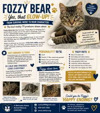 FOZZY BEAR - Maine Coon mix - BIG Sweetie