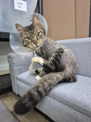 FOZZY BEAR - Maine Coon mix - BIG Sweetie
