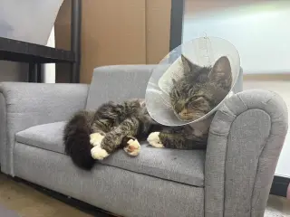 FOZZY BEAR - Maine Coon mix - BIG Sweetie